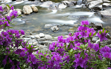 뱀사골 수달래 2