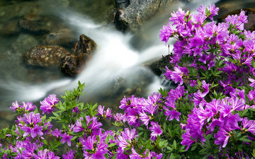 뱀사골 수달래 1