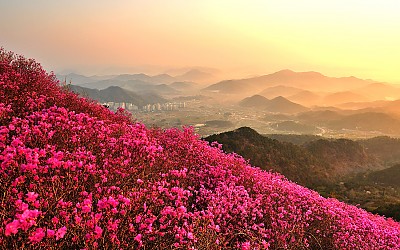 천주산의 봄.