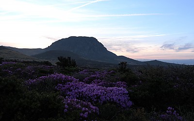 한라산 털진달래