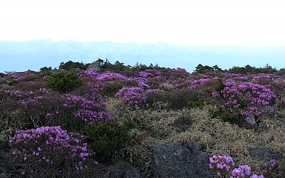 한라산 진달래