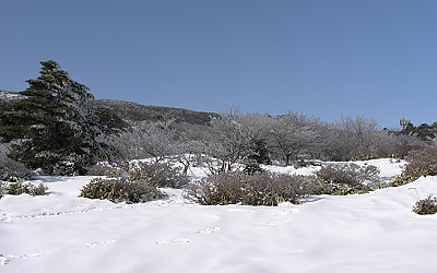 한라산 빙화