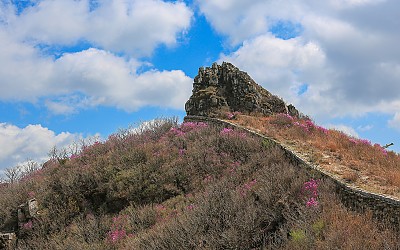 금정산 진달래