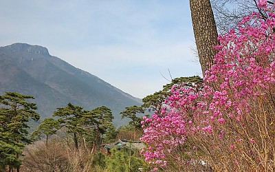 영남 알프스의 봄
