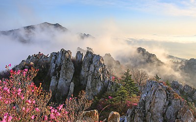 주작산 진달래