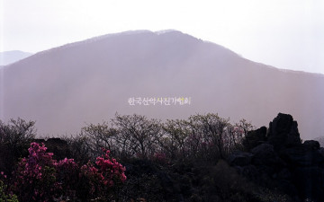 2012 마지막을 장식한  진달래