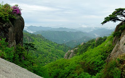 속리산 신록