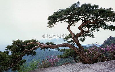 도봉산의 봄