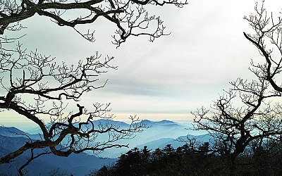 능선과 나목