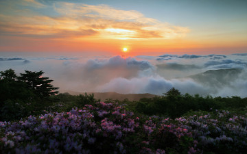 철쭉과 일출
