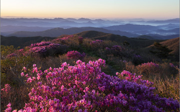 덕유산 중봉 진달래 군락지