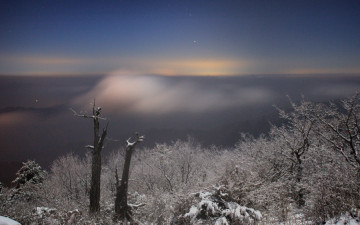 은은한 달빛을 품은 고사목