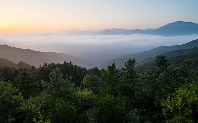 정령