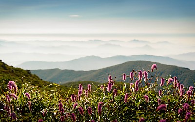 산오이풀 - 덕유산