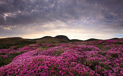 한라산의봄