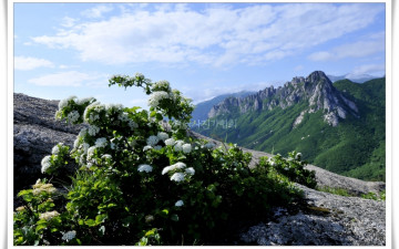 울산암의 봄 향기