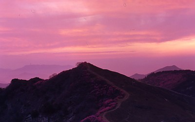 화왕산에 봄