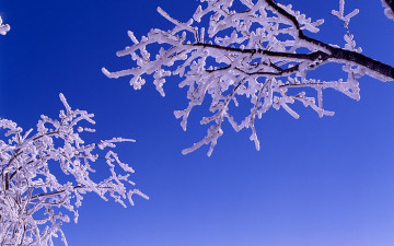 세로로 본 천년 고사목