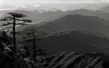 고사목 하나가 사라졌습니다.