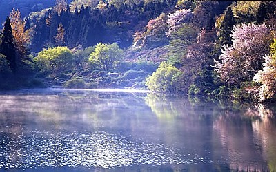 세량지의 봄