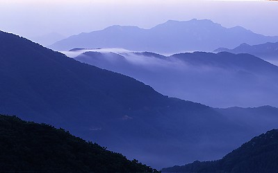 짧은 꼬리