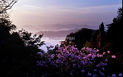 대둔산 철죽