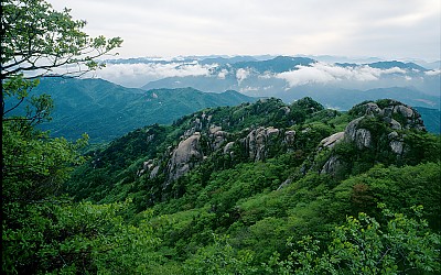 속리산 신록