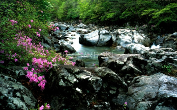 뱀사골 계곡 수달래