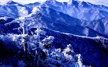 덕유산 중봉의 고사목과 주능선