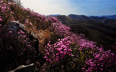 진달래 능선에 서서