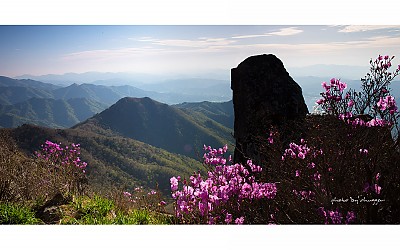 덕유산 진달래 #4