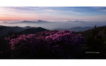 덕유 진달래 여명