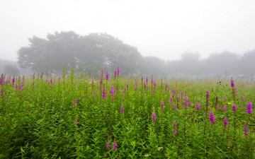 안개 숲 이야기.