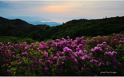 일림산의 봄