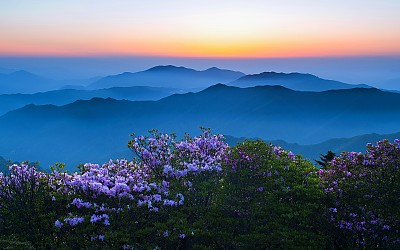 철쭉