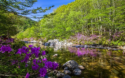 달궁계곡의 봄