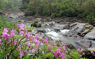 지리산 계곡의 봄