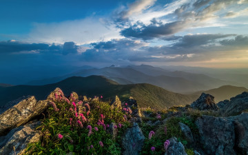 중봉의 산오이풀