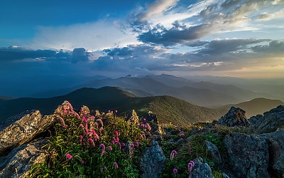중봉의 산오이풀