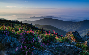 중봉 산오이풀의 아침