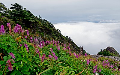 지리산 야생화