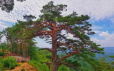 대왕송의 멋
