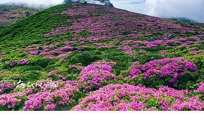 한라산의 봄
