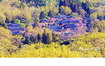 산사의 봄