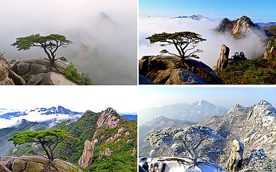 도봉산 노송
