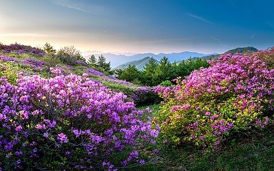팔랑치에서