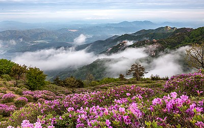 꽃과 구름
