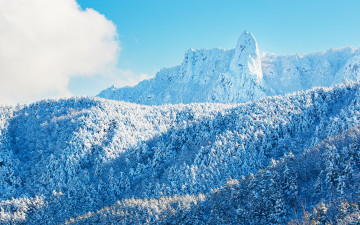 젖나무 숲과 달마봉.