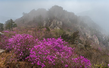 주작산 진달래 - 덕룡산(주작산)