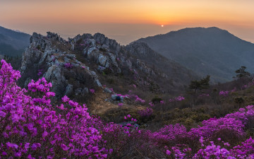주작산 진달래 - 덕룡산(주작산)